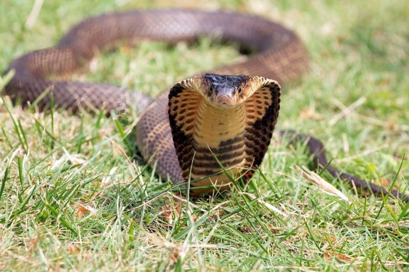 Ular kobra dan khasiat jika dikonsumsi.