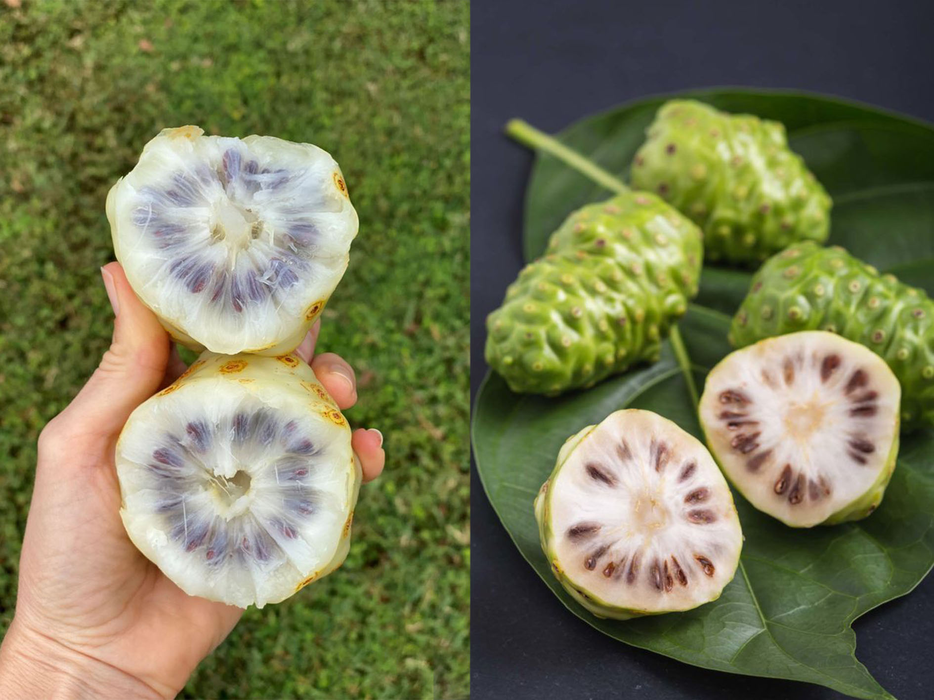 Aroma yang menggugah rasa penasaran, manfaat yang luar biasa. Yuk, kenali lebih dekat buah noni.