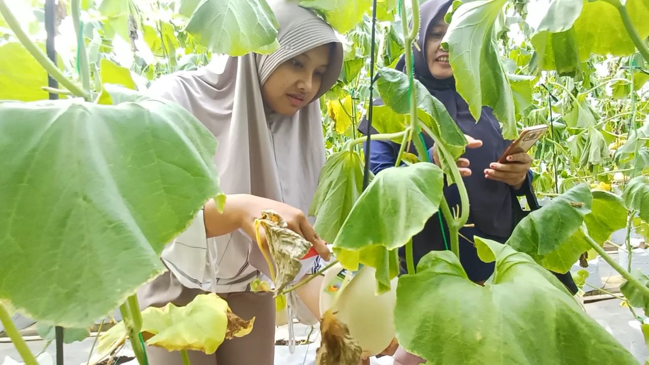 Pengunjung tengah mencoba memetik buah melon di Demaji Melon Garden Kaligesing, Sabtu (4/12).