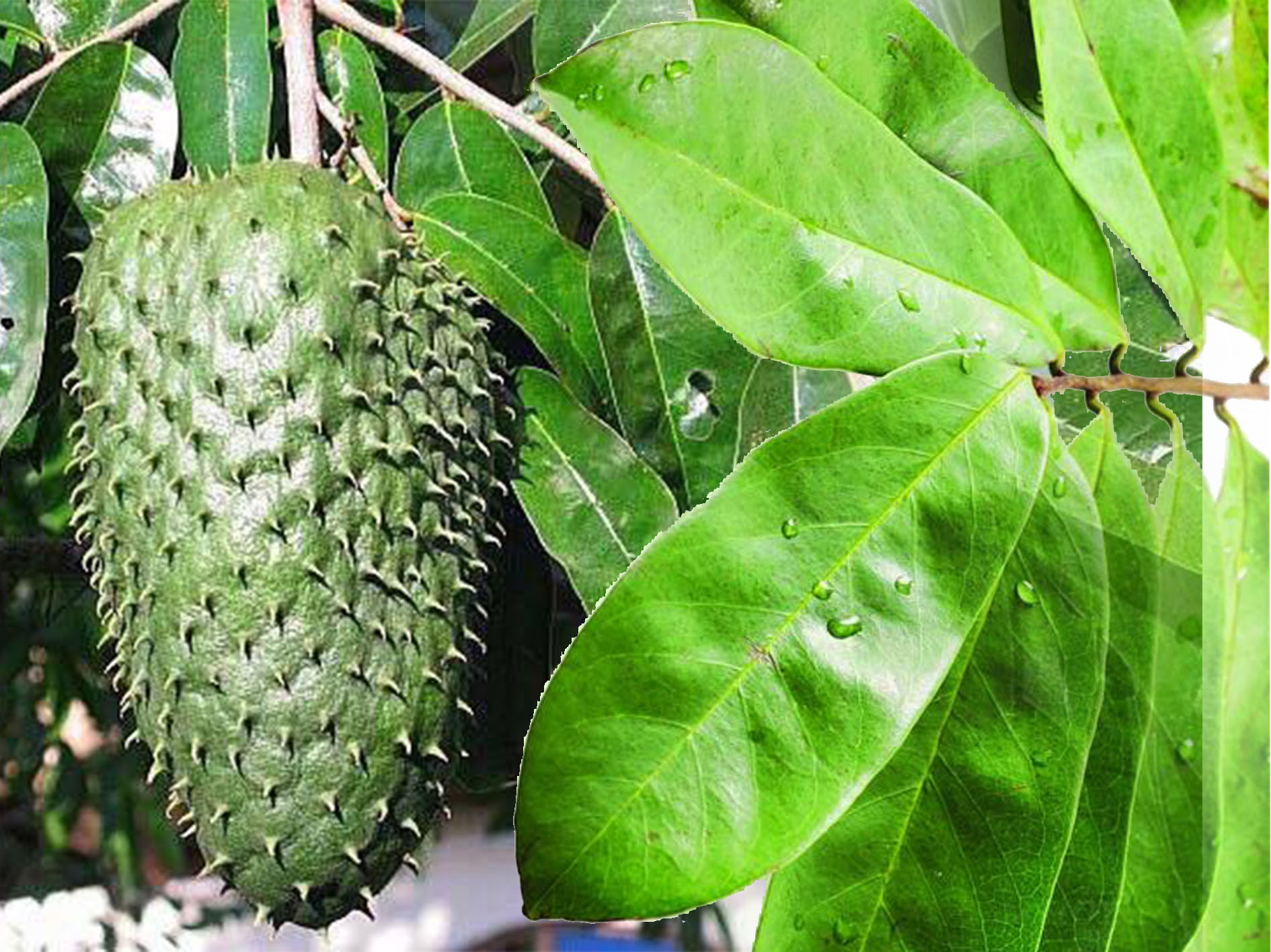 Daun sirsak: tanaman sederhana, manfaat luar biasa.