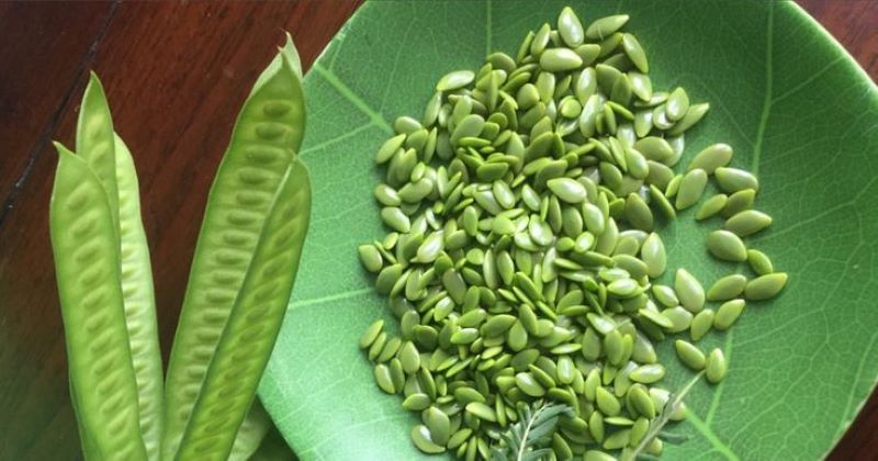 Lamtoro atau petai cina dengan segudang manfaat bagi kesehatan.
