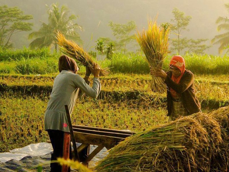 Ilustrasi memanen padi di sawah.