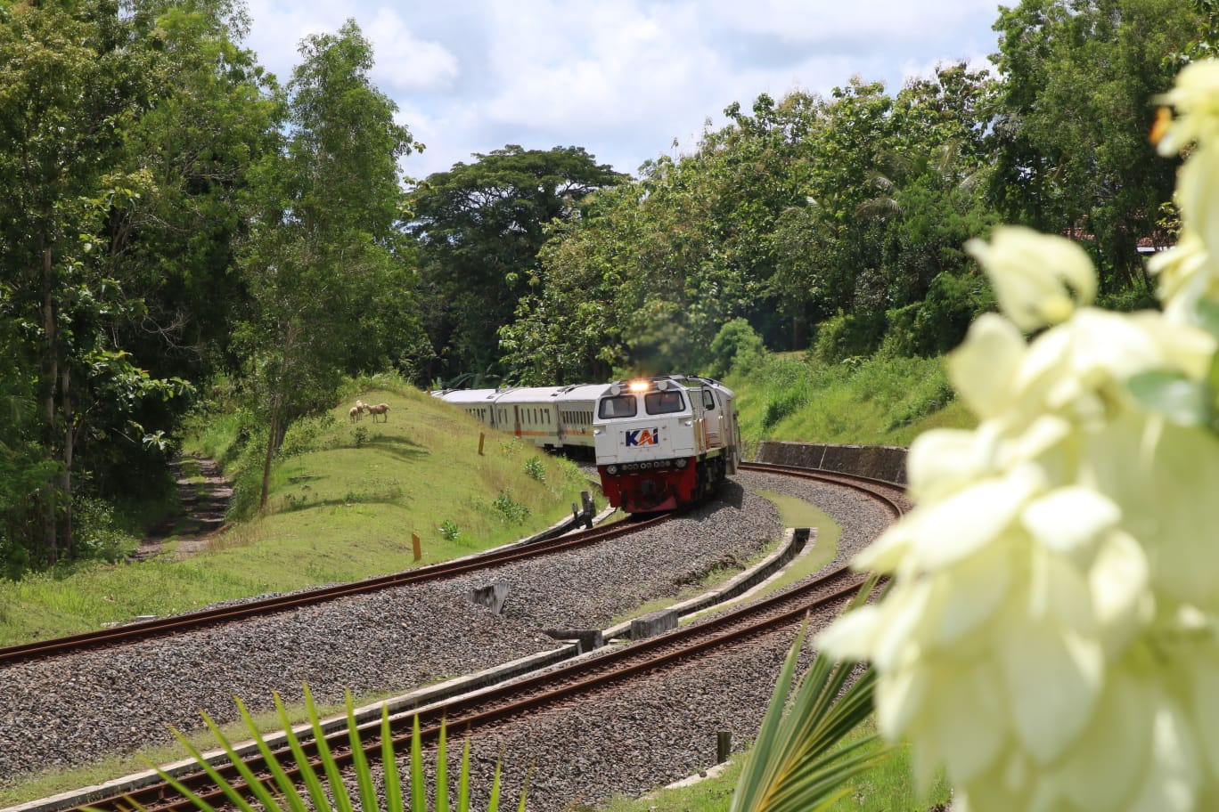 Nikmati Hamparan Sawah, Pegunungan Menoreh hingga Kereta Meliuk di Wilayah Kulon Progo dengan Naik Kereta Ini