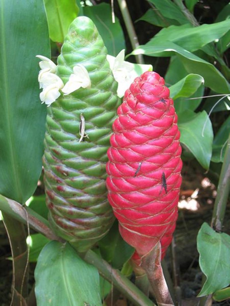 Tumbuhan herbal lempuyang.