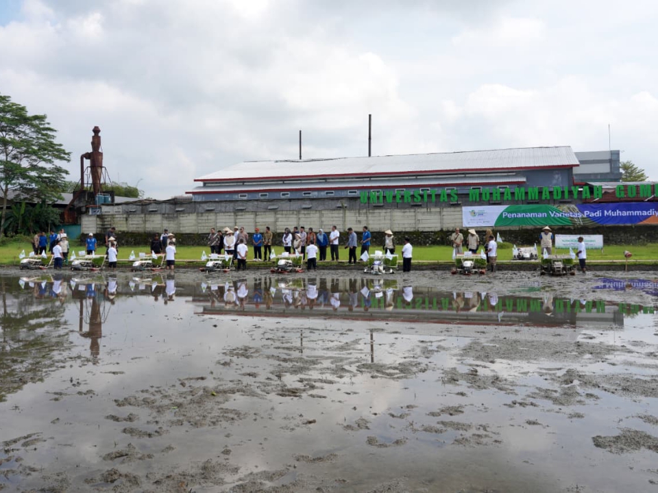 Tak Hanya Fokus di Pendidikan, Muhammadiyah Kini Punya Varietas Padi Unggulan
