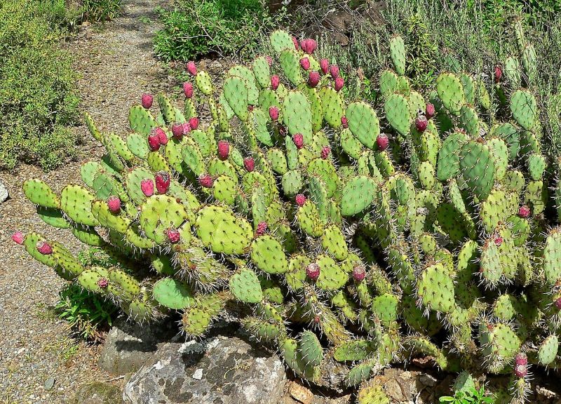 Kaktus Opuntia cochenillifera, kaktus yang bisa dikonsumsi dan manfaat kesehatan.