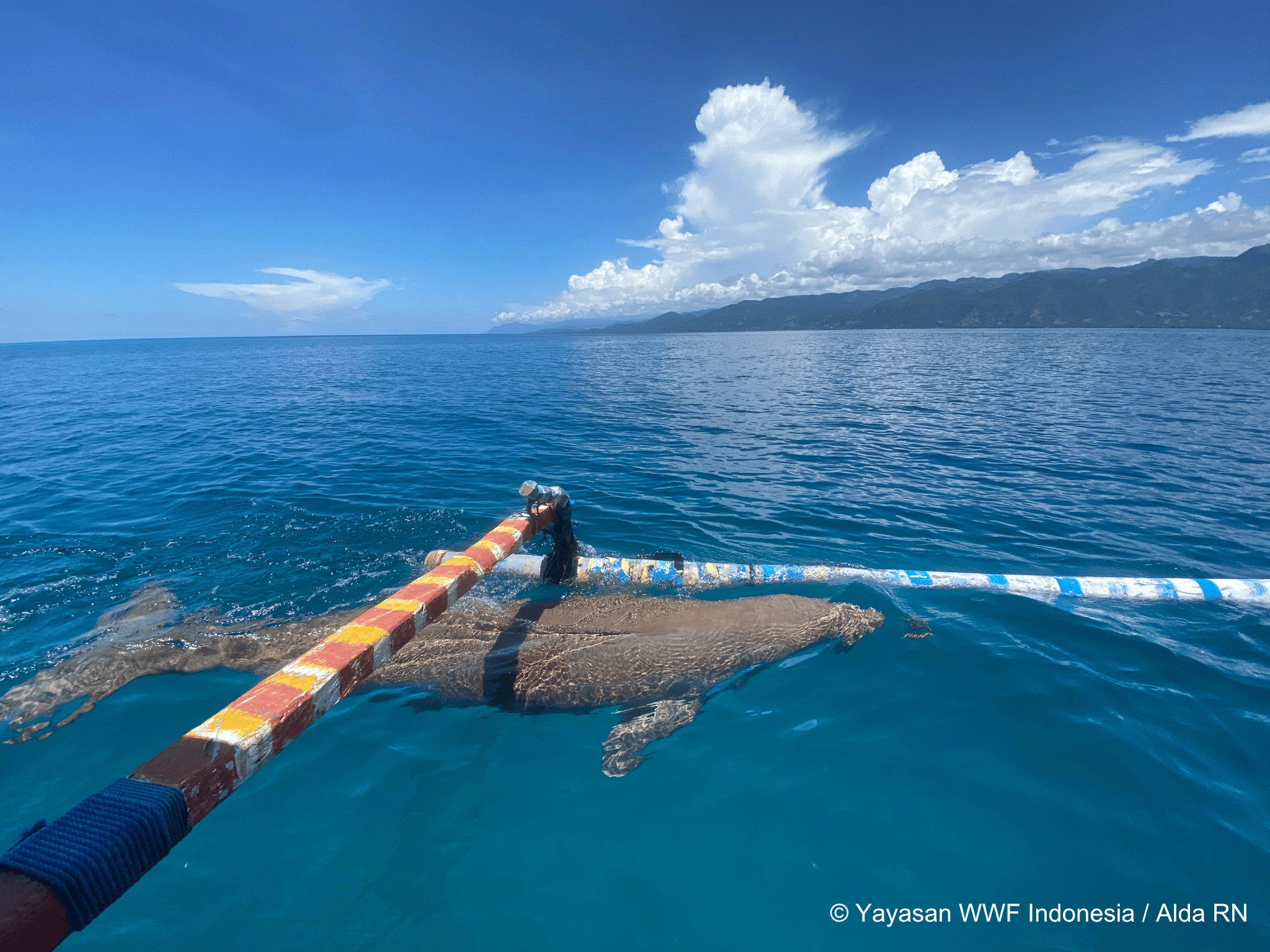 Pertama Kali Terekam, Mawar Bermain dengan Bayi Dugong di Pantai Mali, Alor, NTT