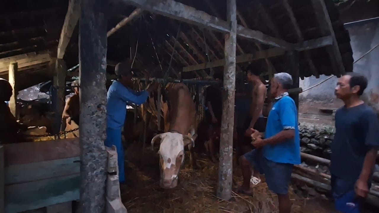 Sapi milik warga di terapi agar dapat sehat dan berdiri kembali.  &nbsp;
