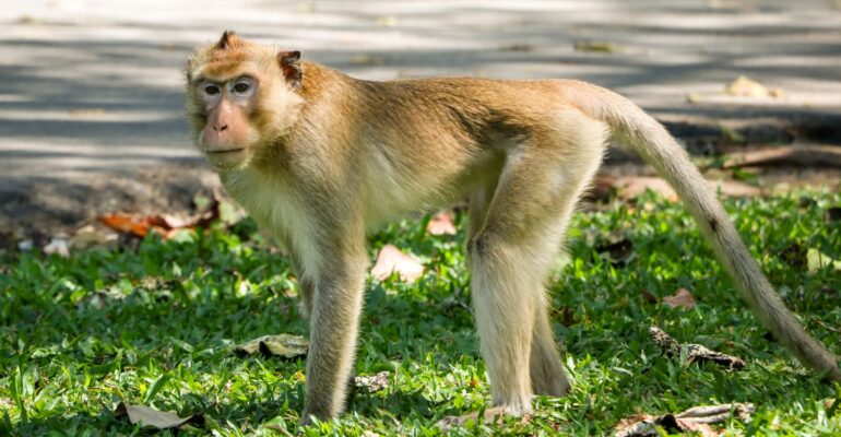 Monyet ekor panjang