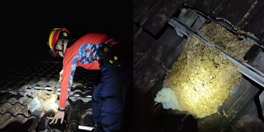 Tim rescue Damkar Satpol PP Boyolali mengevakuasi sarang tawon vespa di atas genting rumah warga Kecamatan Teras, Kamis (27/11/2025) dini hari.