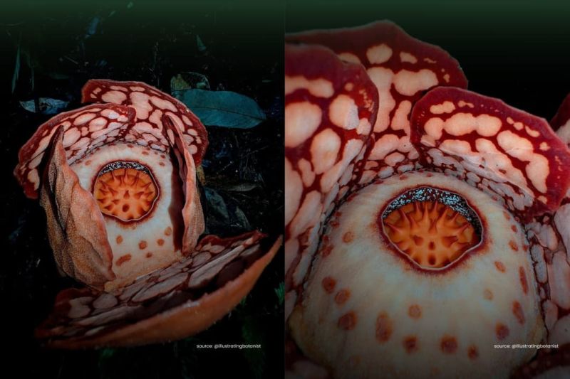 Ilustrasi bunga langka Rafflesia hasseltii saat ditemukan oleh Septian Andriki bersama Dr Chris Thorogood.