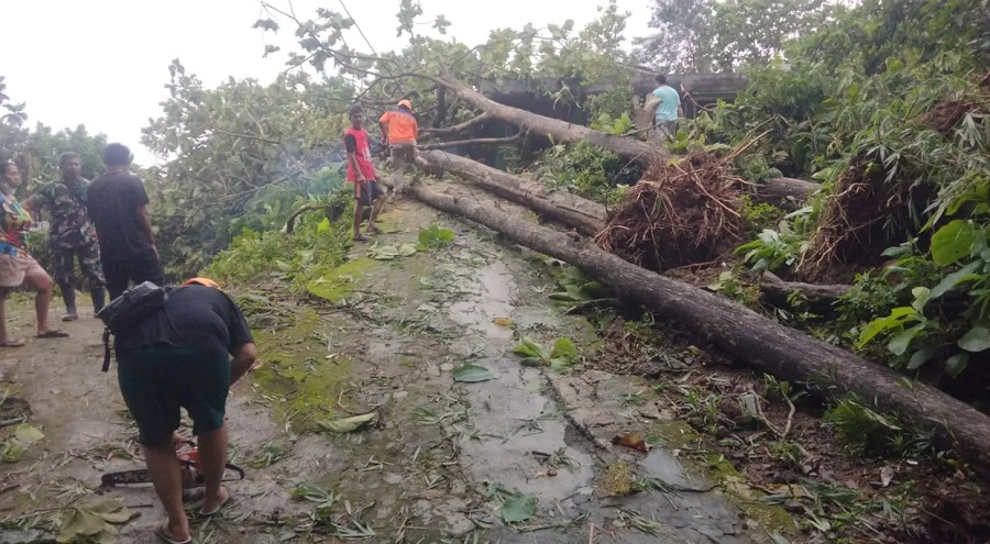 Relawan dibantu warga mengevakuasi pohon jati ukuran besar yang tumbang menimpa rumah di Dusun Kerjo RT 2 RW 9, Desa/Kecamatan Polokarto, Kamis siang (4/12/2025).