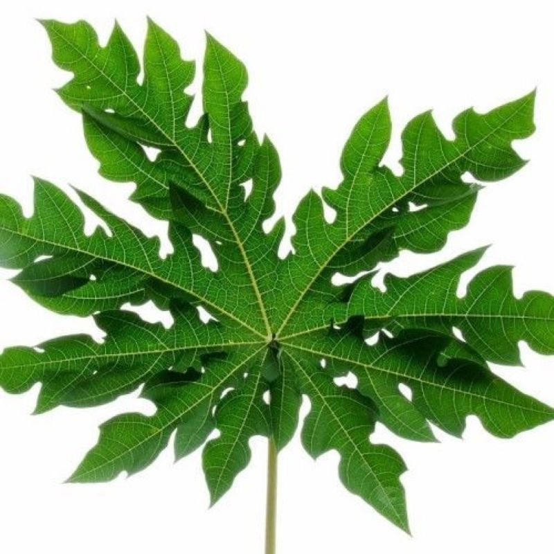 Daun Pepaya.
