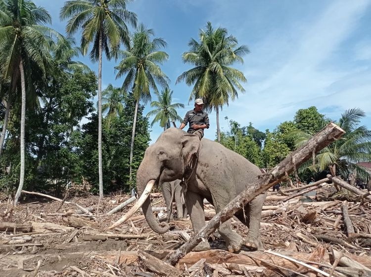Gajah membantu pemulihan area pasca bencana di Pidie Jaya, Aceh. kehutanan.go.id