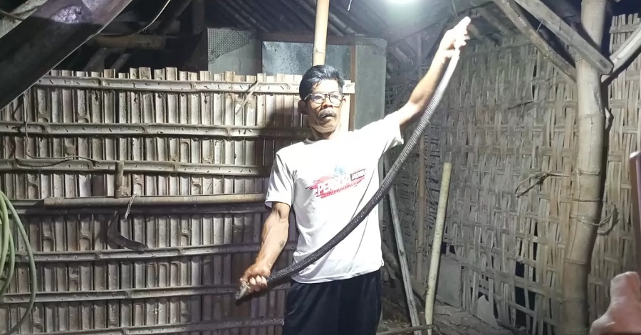 Tim Exalos Indonesia Regional Klaten memperlihatkan ular yang dievakuasi dari bawah lantai rumah di Dusun Gebang, Barepan, Cawas, Klaten.