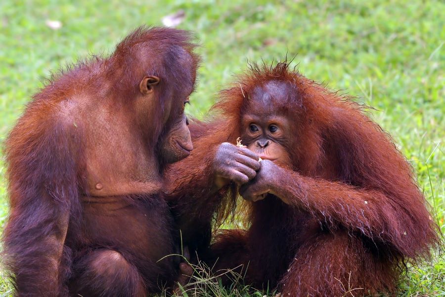 Orangutan Sumatera Sumber: Freepik.com