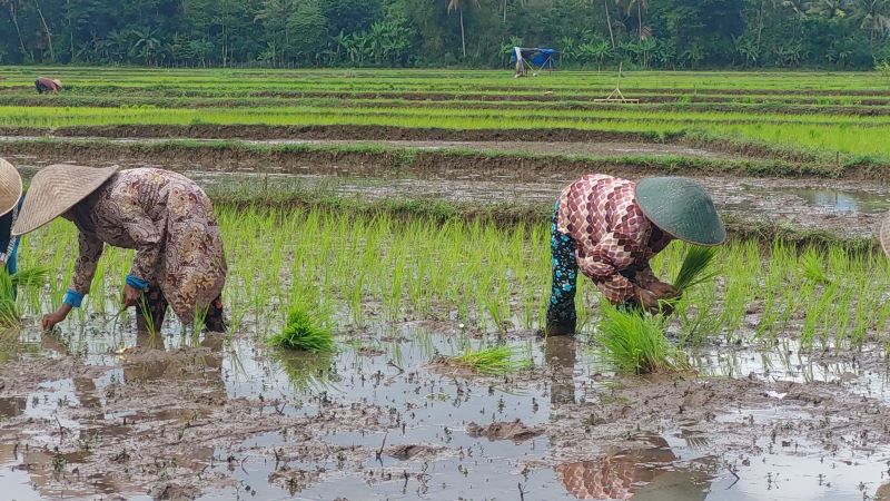 MUSIM TANAM: Petani menancapkan benih padi cukup dalam mencegah luapan air. Namun akibat hujan deras, membuat 2.893 hektare lahan terkena banjir.