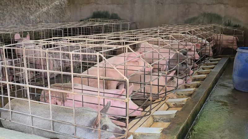 Kandang babi yang lokasinya mepet dengan dapur MBH di Desa Banaran, Kecamatan Sambungmacan, Sragen. Kondisi ini menimbulkan polemik.