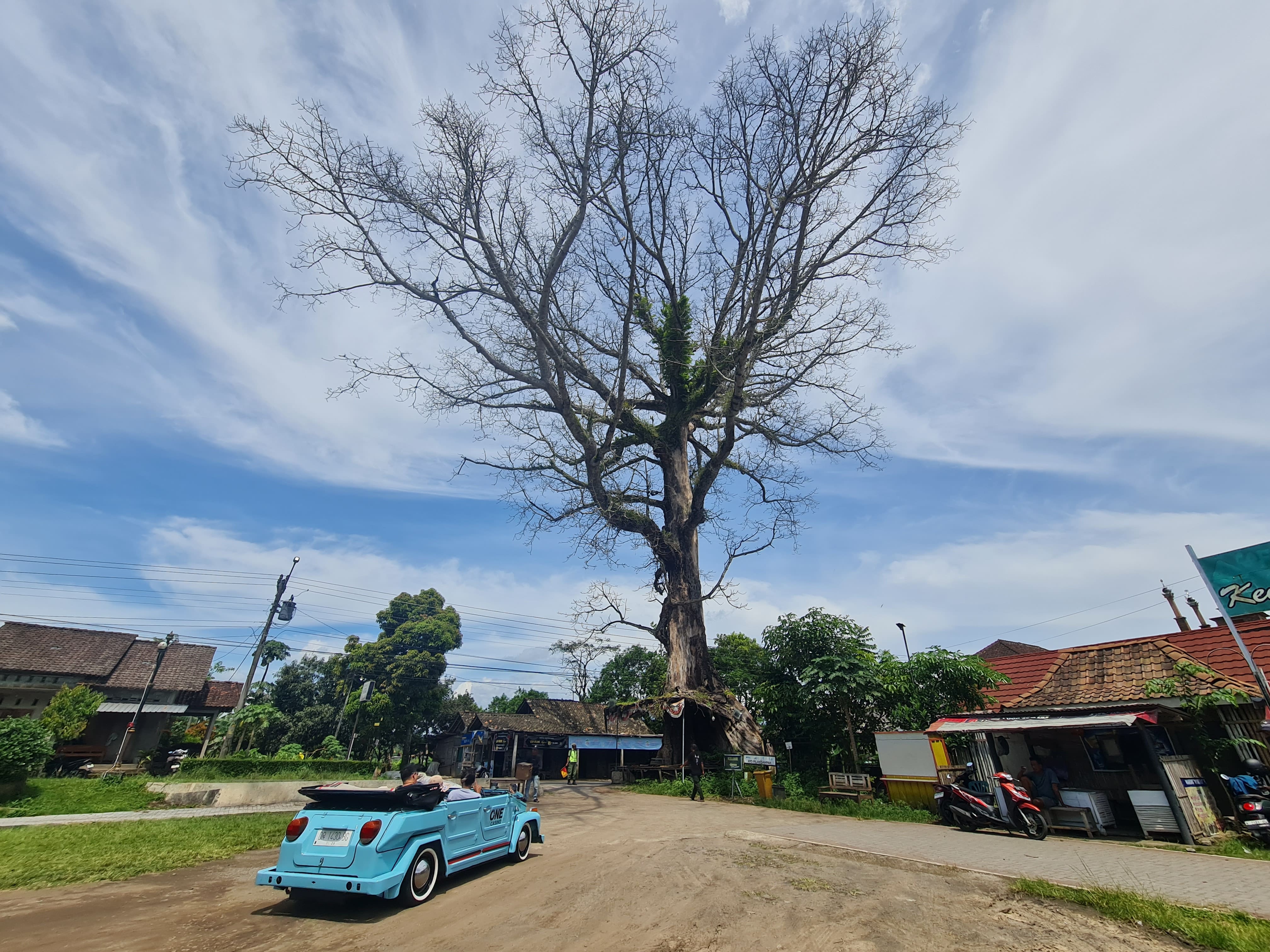 Pohon randu alas di kompleks lapangan Tuksongo, Borobudur bakal ditebang.