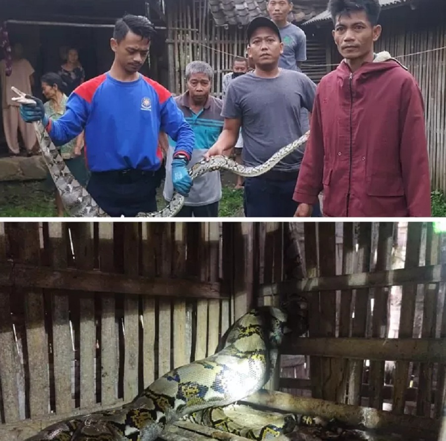 Tim Damkar Boyolali mengevakuasi ular dari kandang ternak ayam warga, Jumat (9/1/2025).  &nbsp;