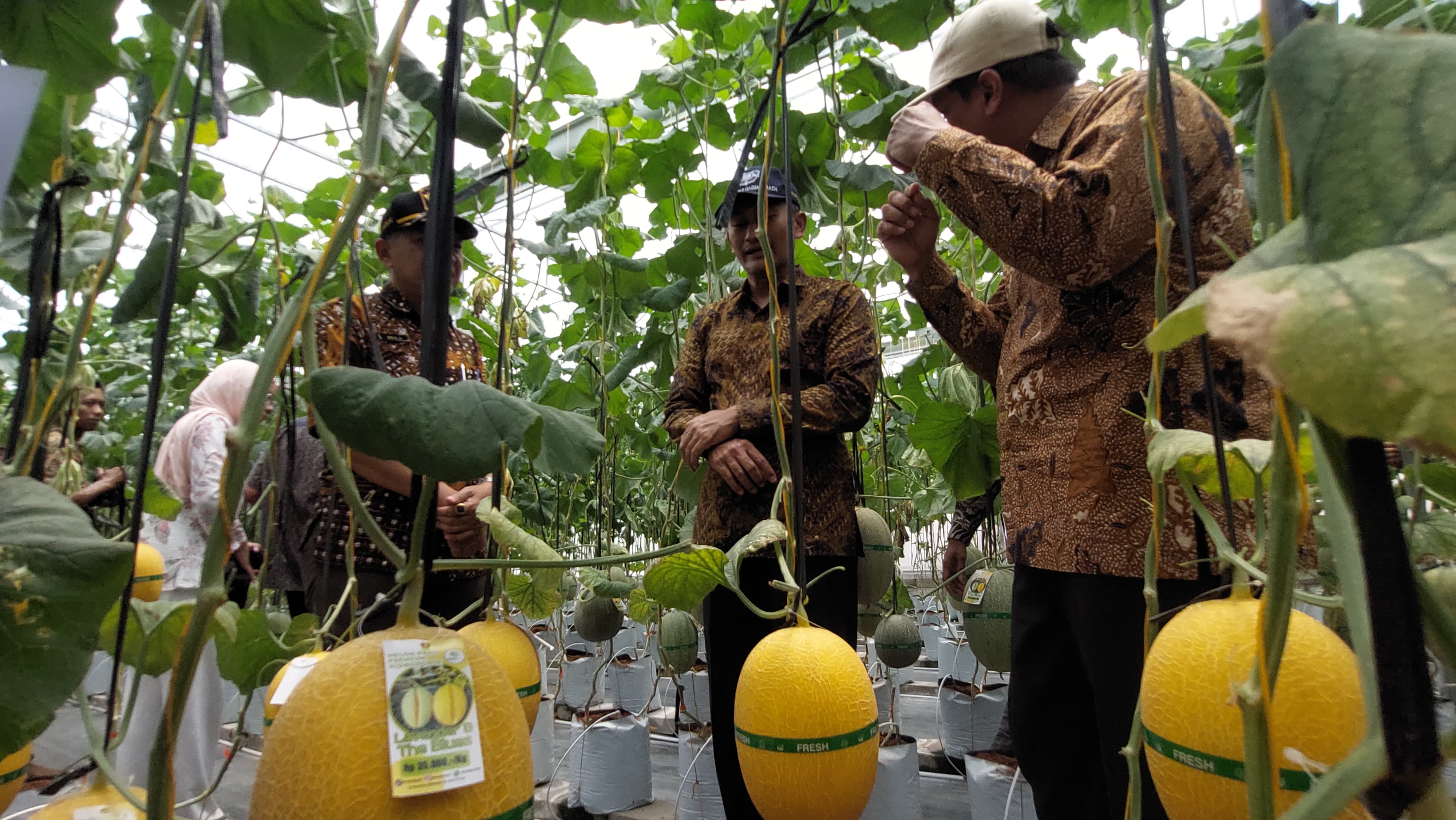Perwakilan UGM dan Pemkab melakukan panen melon di Greenhouse Bugel.