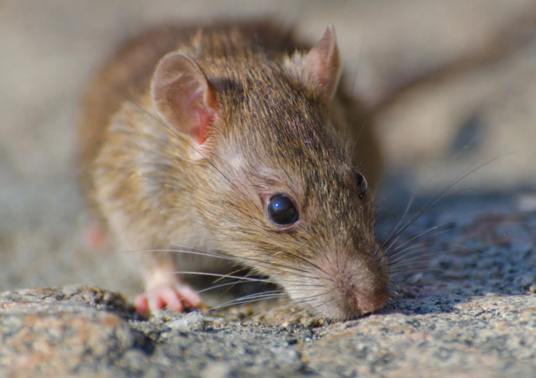 Tikus