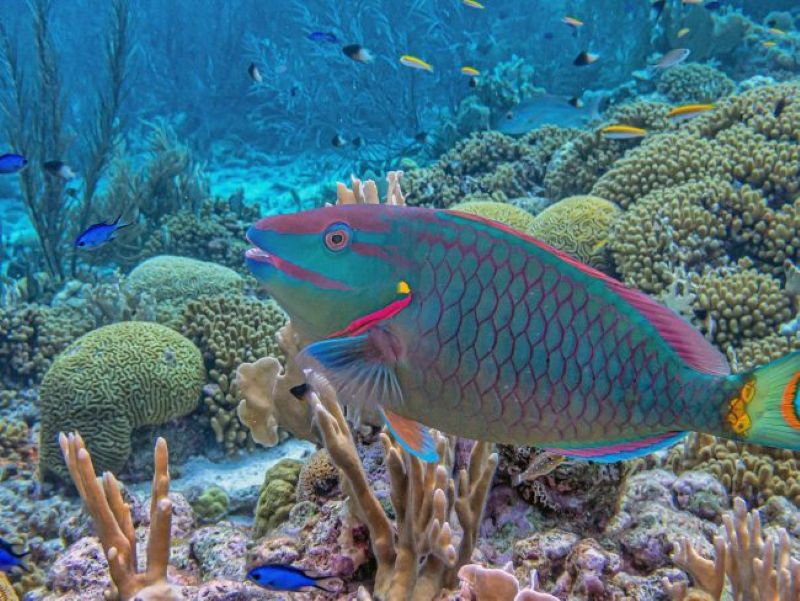Ikan kakatua.