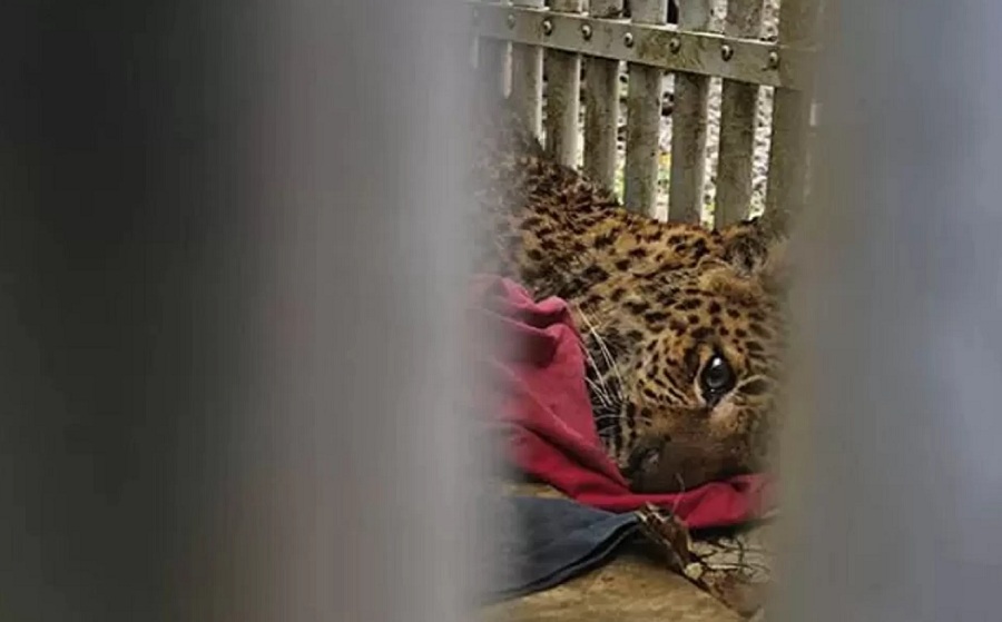 Ilustasi macan tutul.