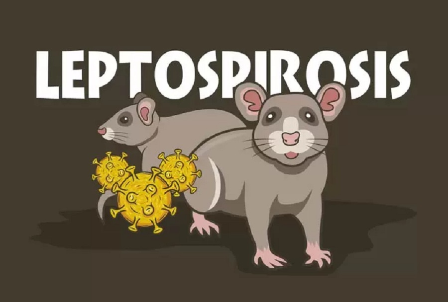Ilustrasi Leptospirosis.
