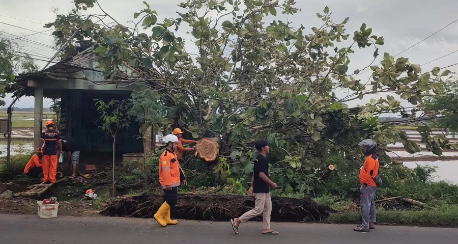 Relawan gabungan mengevakuasi pohon tumbang menimpa kabel listrik di Sragen.