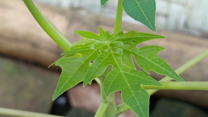 Daun Pepaya.