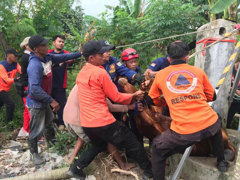 Tim Damkar dan BPBD Boyolali mengevakuasi anak sapi yang tercebur sumur sedalam 15 meter di Desa Jenengan, Kecamatan Sawit, Boyolali, Minggu (15/3/2026).