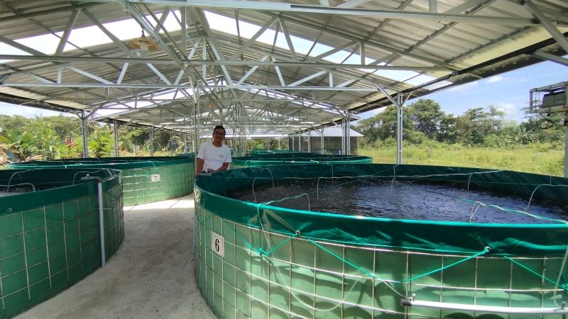 MULAI BEROPERASI: Wakil Ketua KDMP Argomulyo Munasir sedang melihat ikan nila di kolam ikan dengan sistem bioflok Senin (16/3).