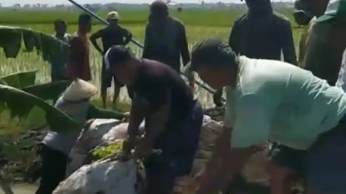 Petani di Desa Jono, Kecamatan Tanon, Kabupaten Sragen membongkar saluran irigasi yang menggenangi sawah mereka.&nbsp;Ahmad Khairudin/Radar Solo