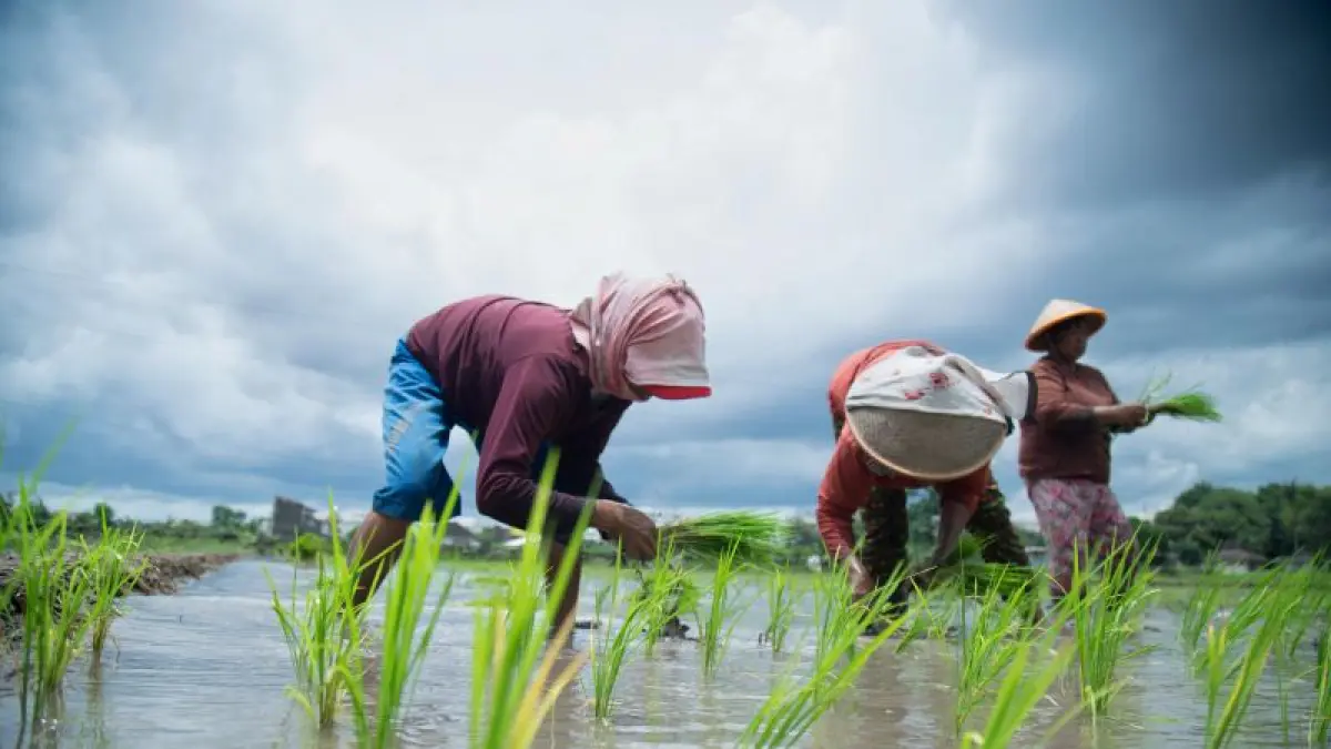 Buruh tani menanam padi di areal persawahan di kawasan Maguwo, Sleman, Rabu (8/4). Musim kemarau diprediksi akan datang bersamaan dengan fenomena cuaca El Nino Godzilla yang menyebabkan kekeringan dan sektor pertanian menjadi yang paling terdampak. (Guntur Aga Tirtana/Radar Purworejo)