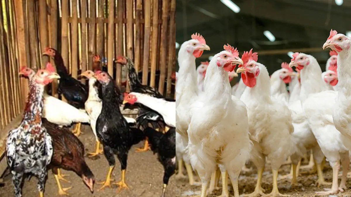 Perbedaan ayam kampung dan ayam broiler. (Website jogjafarm dan PT Mustika Jaya Lestari)