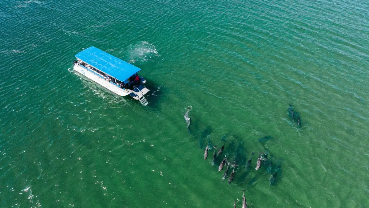 Dolphin Discovery Centre di Bunbury: Oase Konservasi dan Interaksi