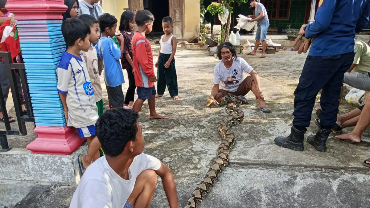 Ular piton sepanjang tiga meter dievakuasi Damkar Sukoharjo di Lengkongsari RT 02 RW 03, Desa Gentan, Kecamatan Bulu, Sukoharjo, Selasa siang (21/4). (DOK. DAMKAR SUKOHARJO)