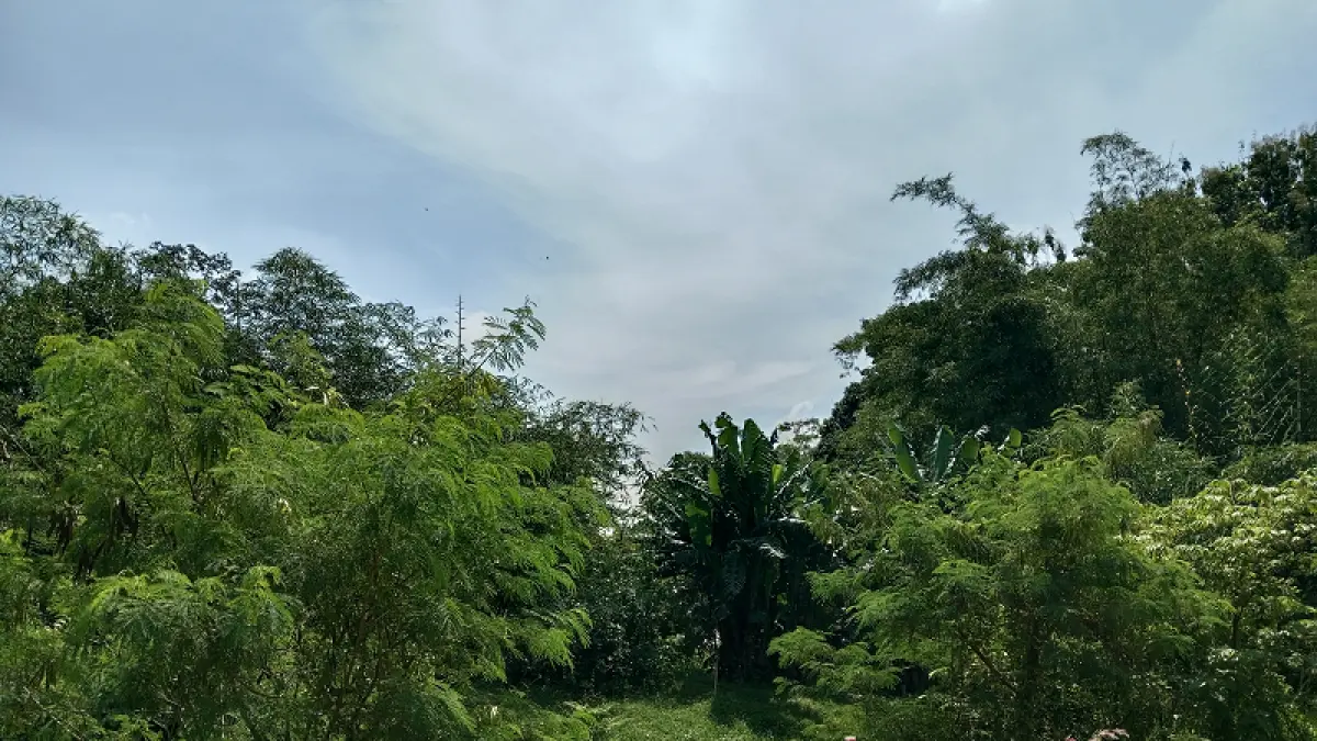 BELUM DIBANGUN: Lokasi bakal lahan pembangunan SDN Nglarang yang masih berupa kebun, Kamis (23/4/2026). Delima&nbsp;Purnamasari/Radar Jogja