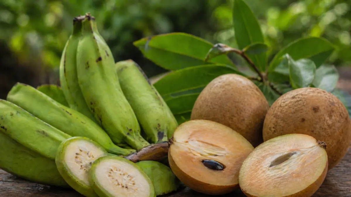 Sawo dan pisang mentah. (AI Generated)



Diare merupakan kondisi meningkatnya frekuensi buang air besar dengan konsistensi cair, yang umumnya disebabkan oleh infeksi virus, bakteri, atau gangguan pencernaan.

Penanganan utamanya tetap berfokus pada pencegahan dehidrasi dan pemulihan fungsi usus.