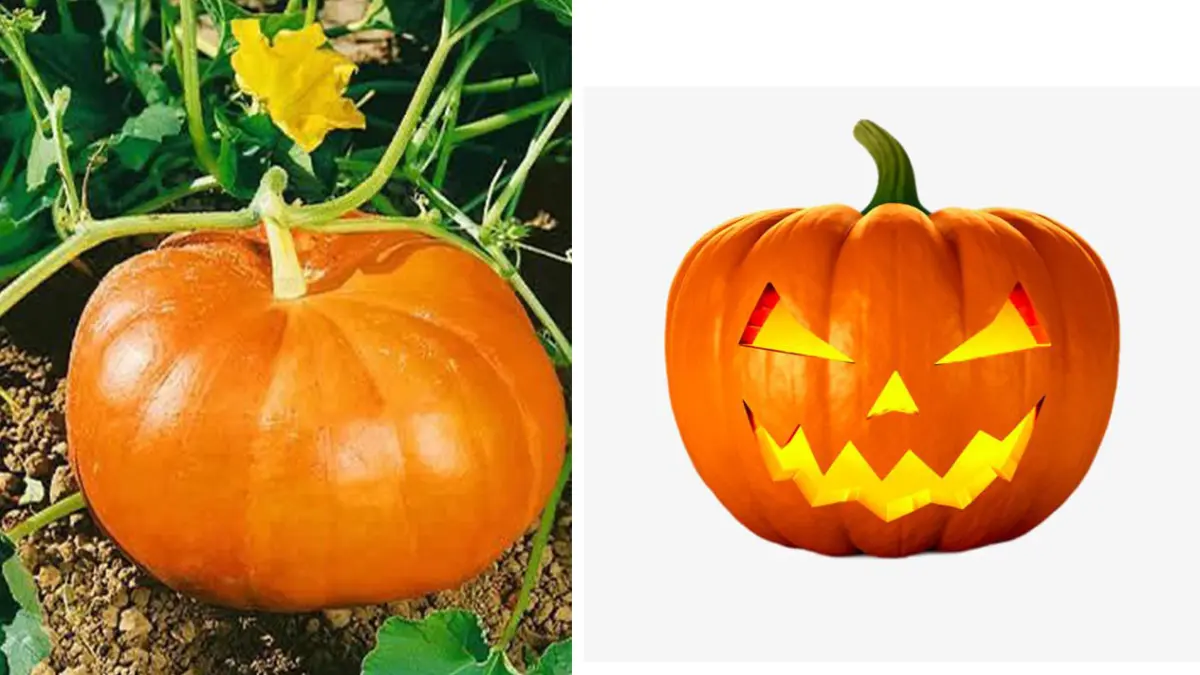 Labu Halloween. (Kolase/Pinterest)
