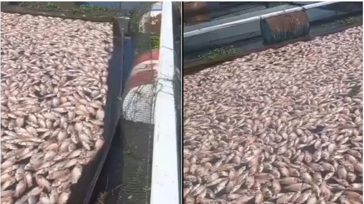 Ikan-ikan di karamba jaring apung Waduk Cengklik, Boyolali mati mendadak, Jumat (15/5/2026).&nbsp;(ISTIMEWA)