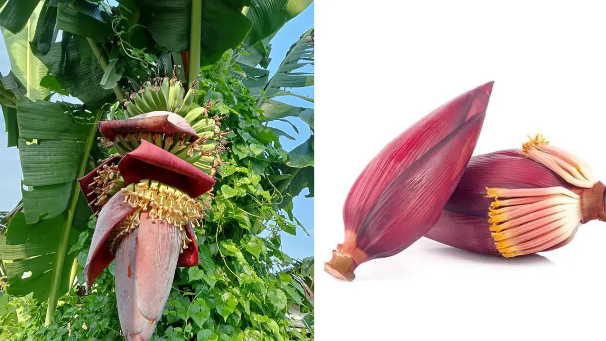 Jantung pisang dan beragam khasiat. (Pinterest)