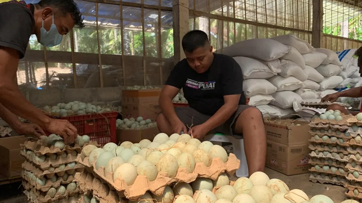 RAPI: Peternak bebek asal Panjatan menata hasil telur untuk dipasarkan. Harga telur bebek anjlok dalam sebulan terakhir ini dampak melemahnya rupiah terhadap dolar AS. ANOM&nbsp;BAGASKORO/RADAR JOGJA