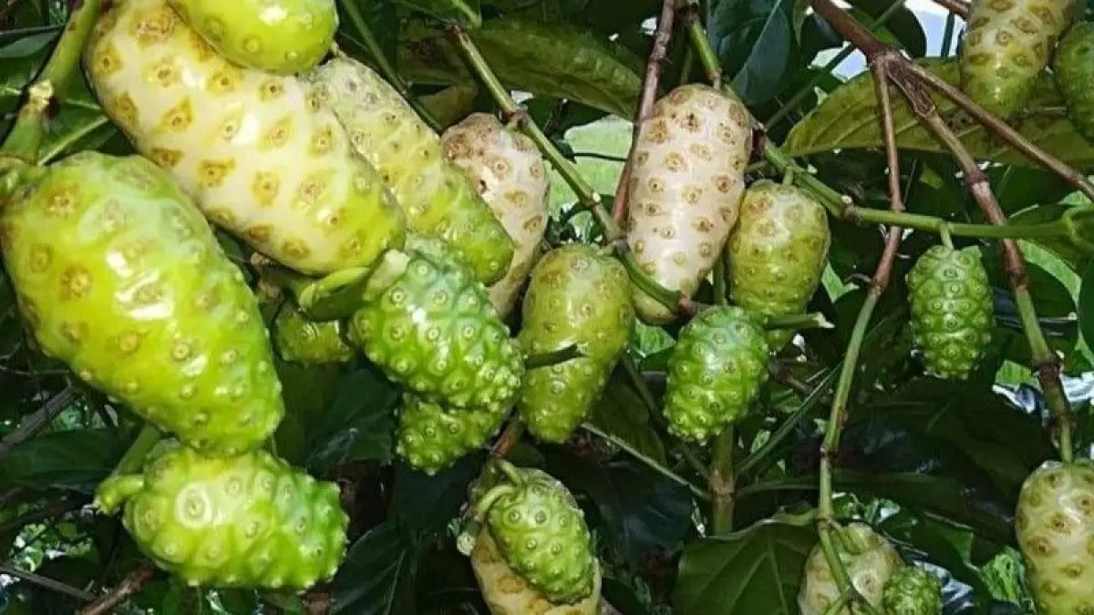 Mengkudu.