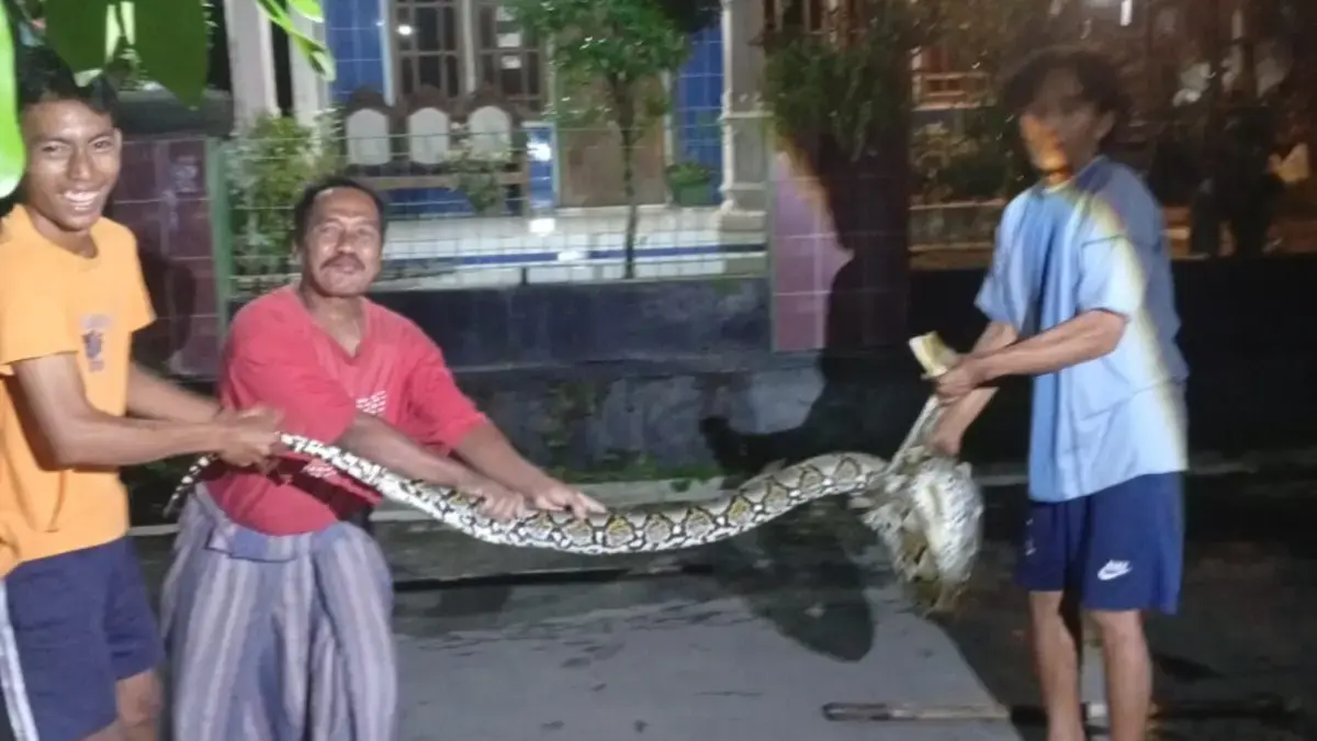Ular sanca kembang yang ditangkap warga Dukuh Kiringan, Desa Canden, Kecamatan Sambi, Kabupaten Boyolali, Minggu (24/5) malam. (DOK.WARGA)