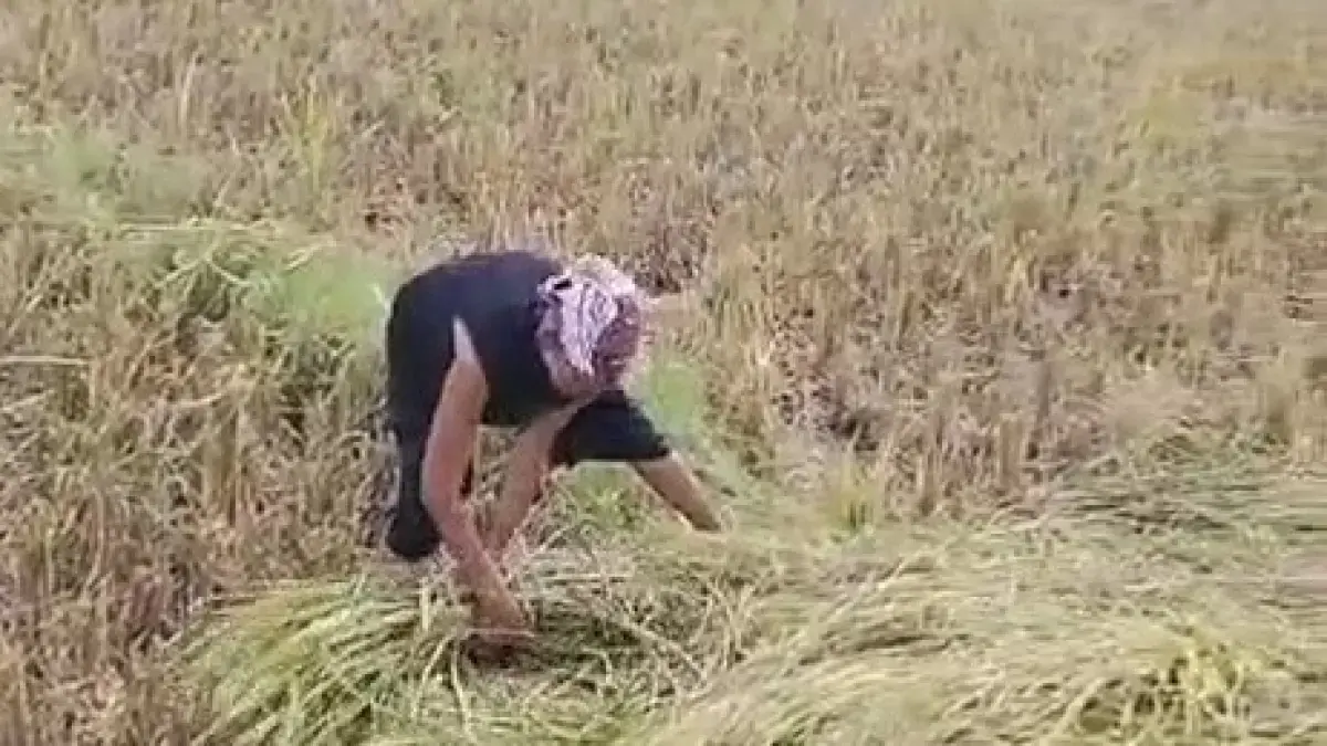Tangkapan layar video petani Desa Karangudi, Kecamatan Ngrampal, Sragen yang padinya dicuri maling, Selasa (26/5). (Ahmad Khairudin/Radar Solo)