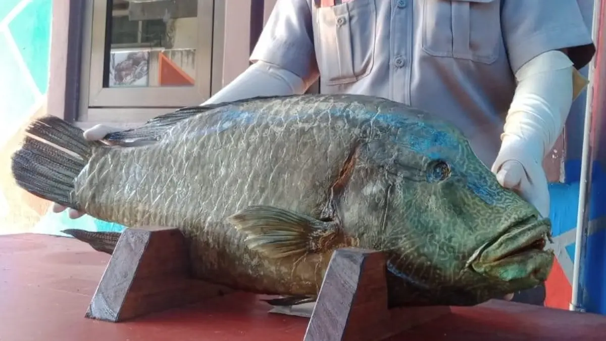 Ikan Napoleon