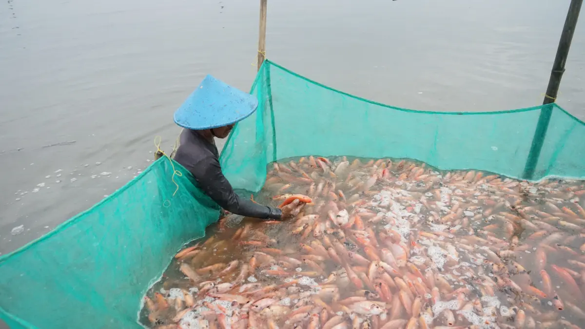 Tambak ikan