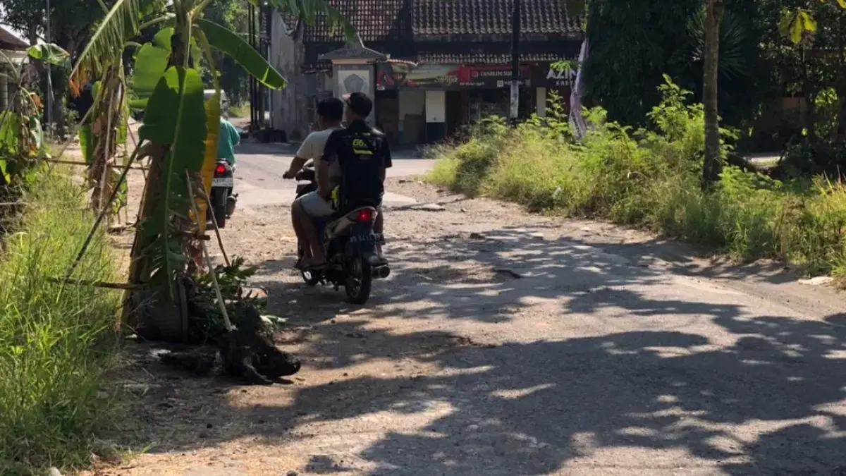 Kerusakan ruas jalan Kemasan-Jatirejo, Kecamatan Sawit, Kabupaten Boyolali. Warga yang kesal menutup lubang jalan menggunakan pohon pisang. (ABDUL KHOFID/RADAR SOLO)